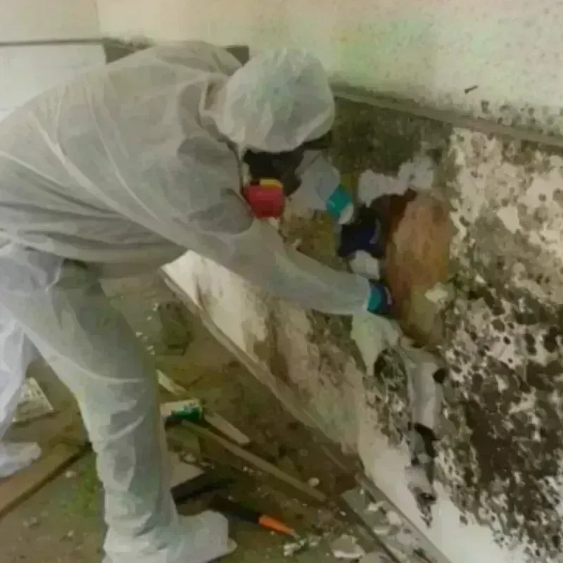 Mold Remediation and Removal in Summerfield, NC